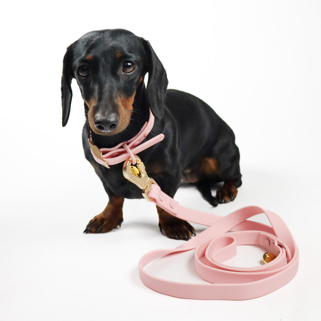 Waterproof PVC Collar Pink
