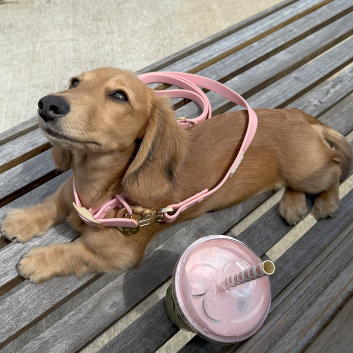 Waterproof PVC Collar Pink