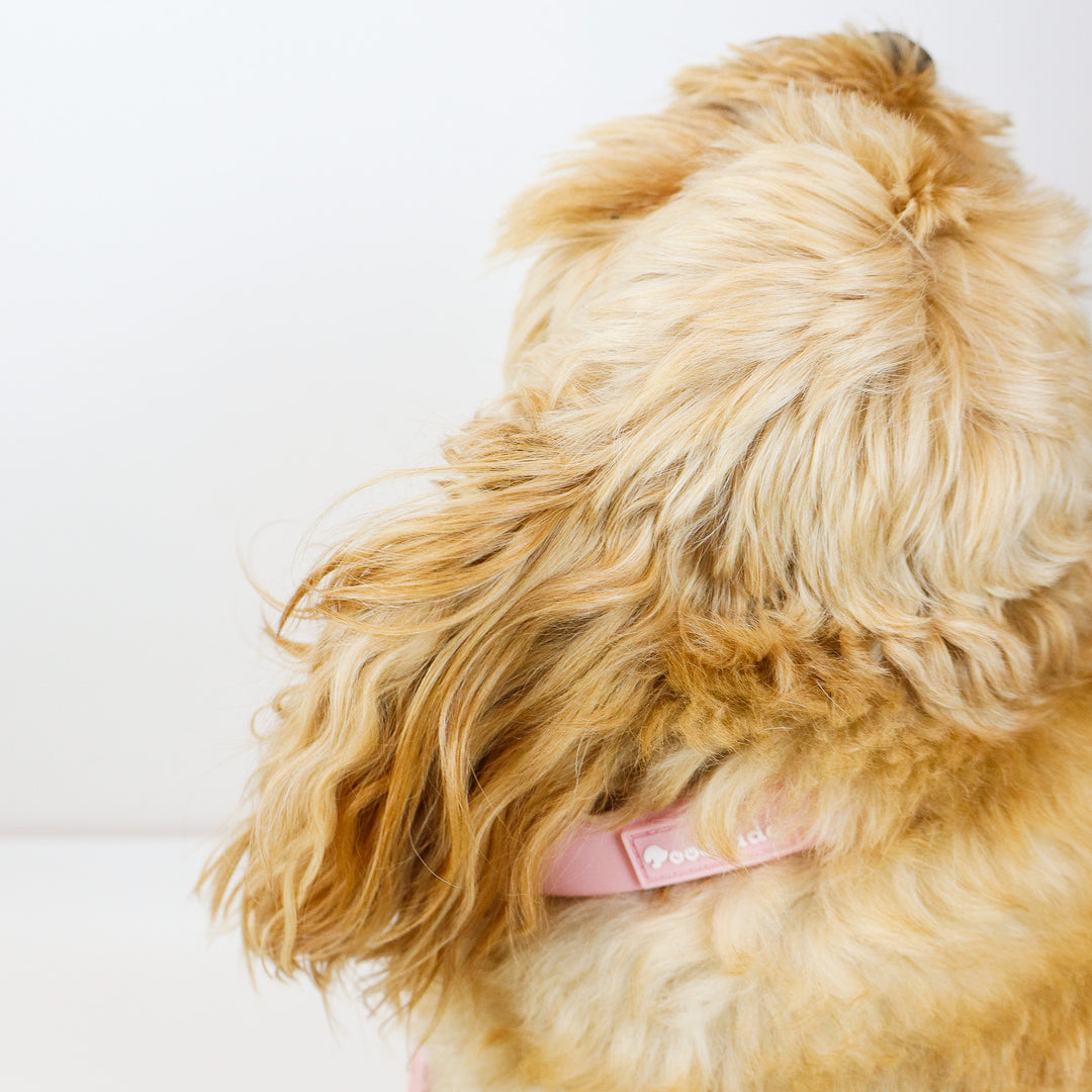 Pink Waterproof Collar Gold Hardware Luxury on Cavoodle