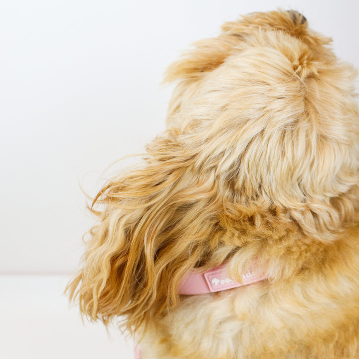 Pink Waterproof Collar Gold Hardware Luxury on Cavoodle