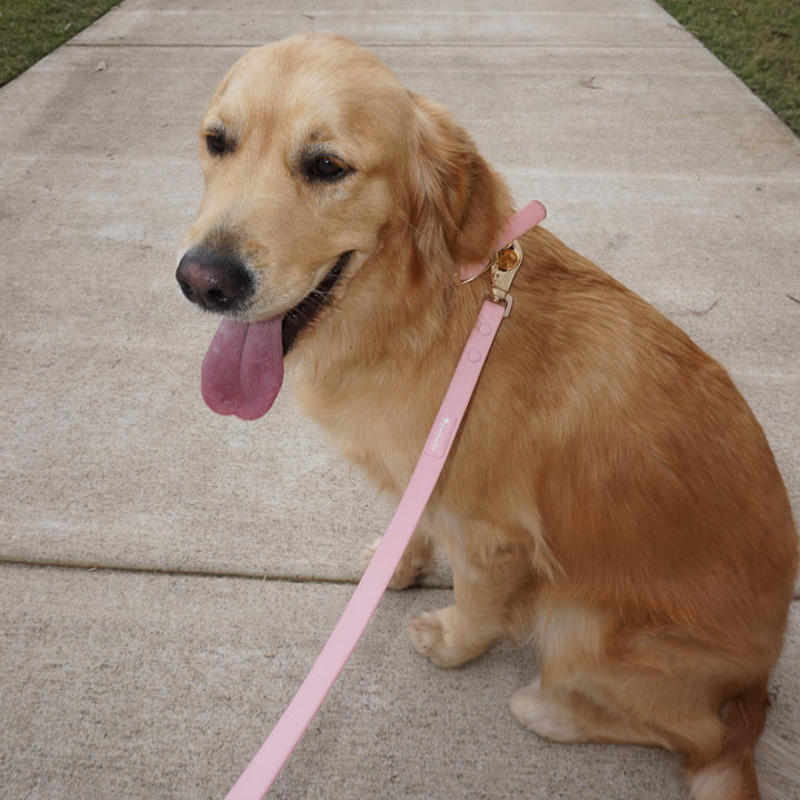 Pink Waterproof Collar Gold Hardware Luxury on Golden Retriever