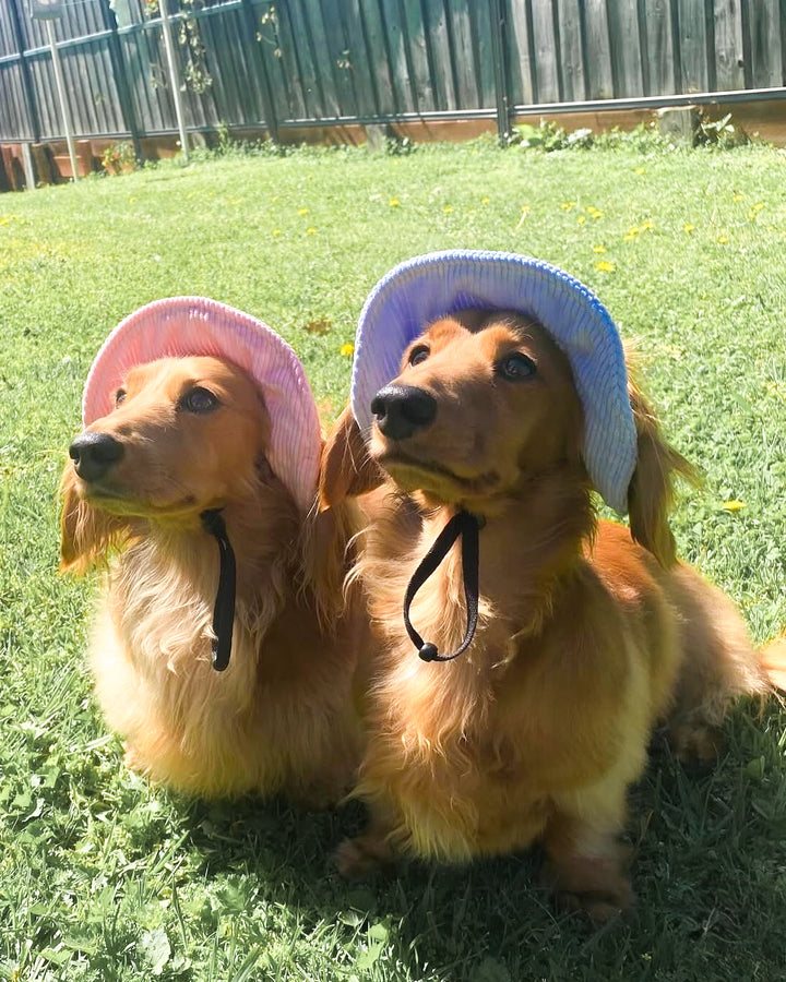 Dog Bucket Hat Corduroy Blue