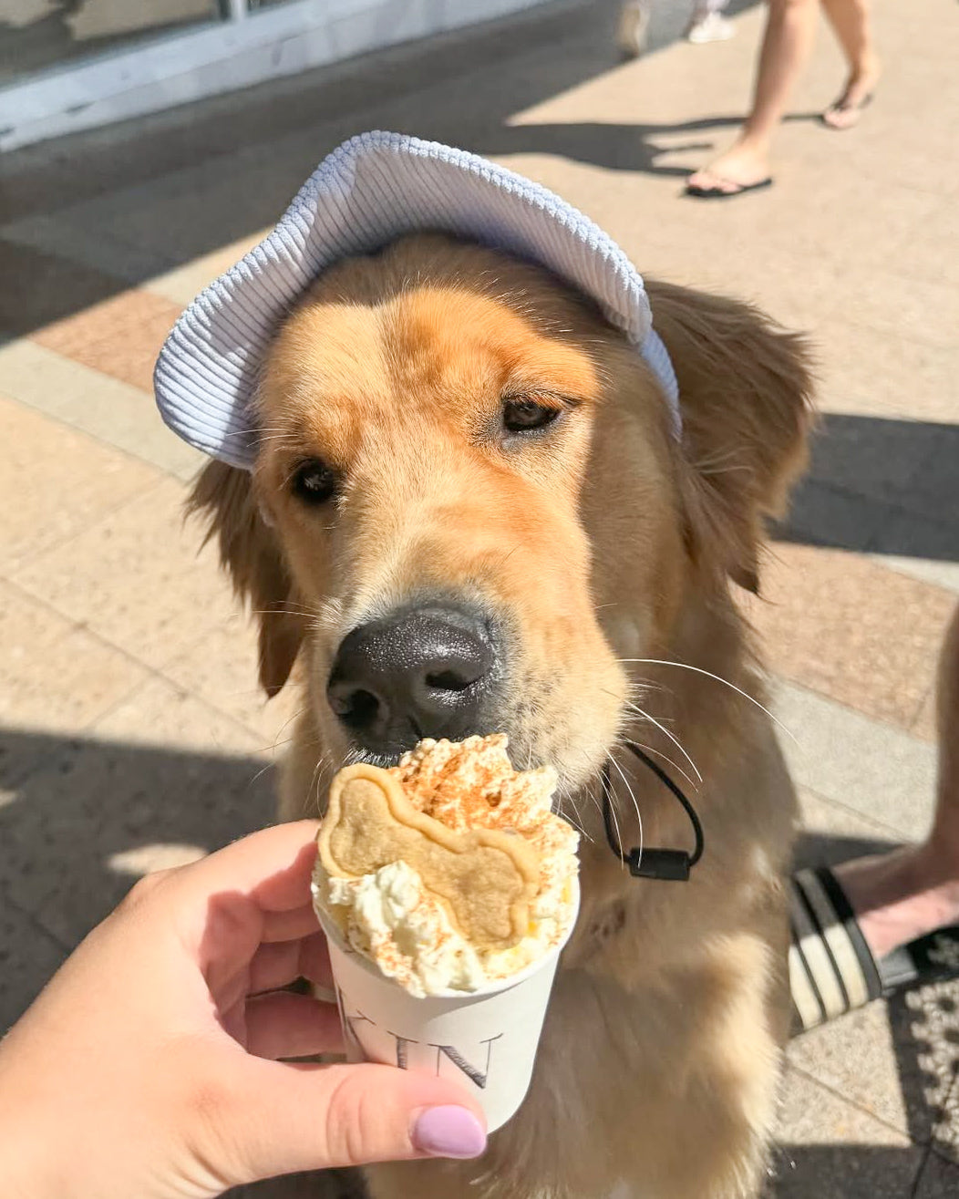 Dog Cap Corduroy Blue