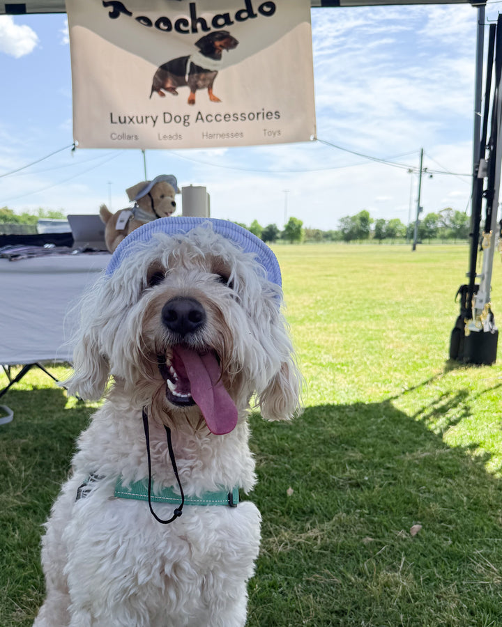 Dog Bucket Hat Corduroy Blue