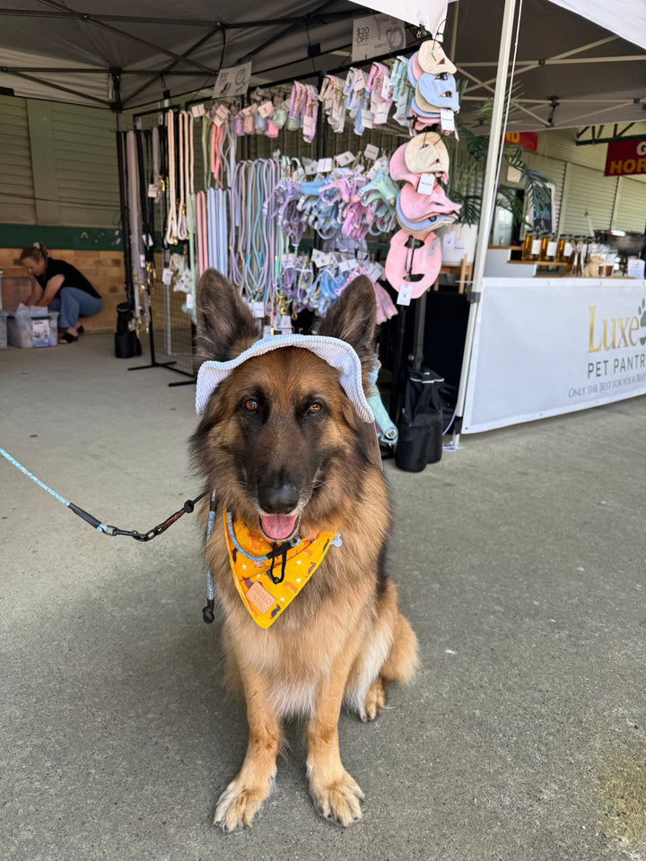 Dog Bucket Hat Corduroy Blue