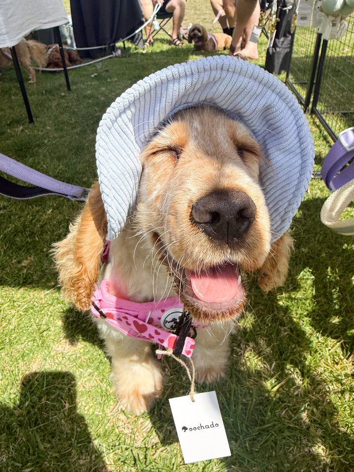 Dog Bucket Hat Corduroy Blue