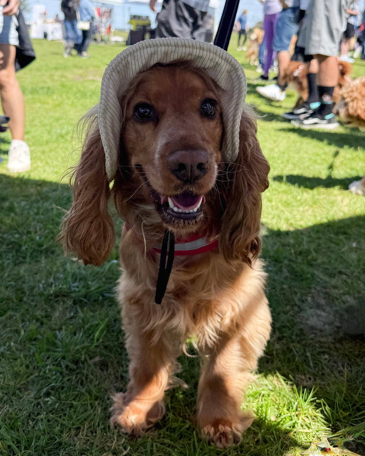 Dog Bucket Hat Corduroy Beige
