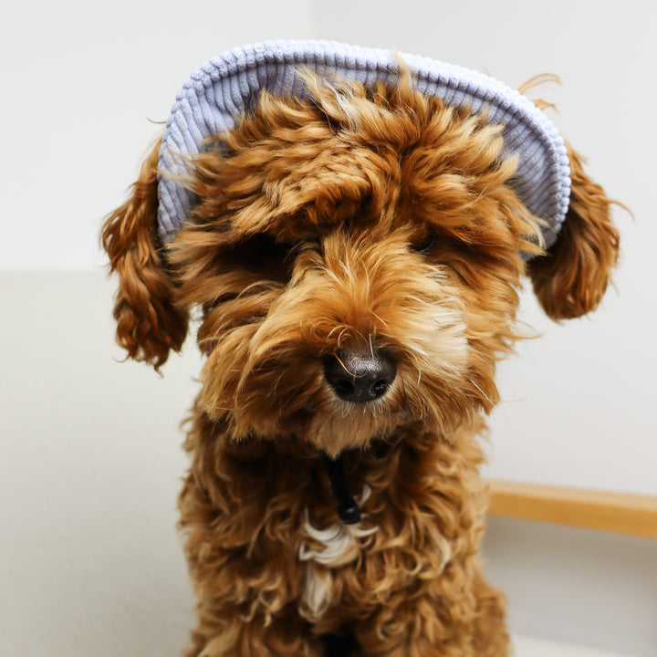Dog Bucket Hat Corduroy Blue