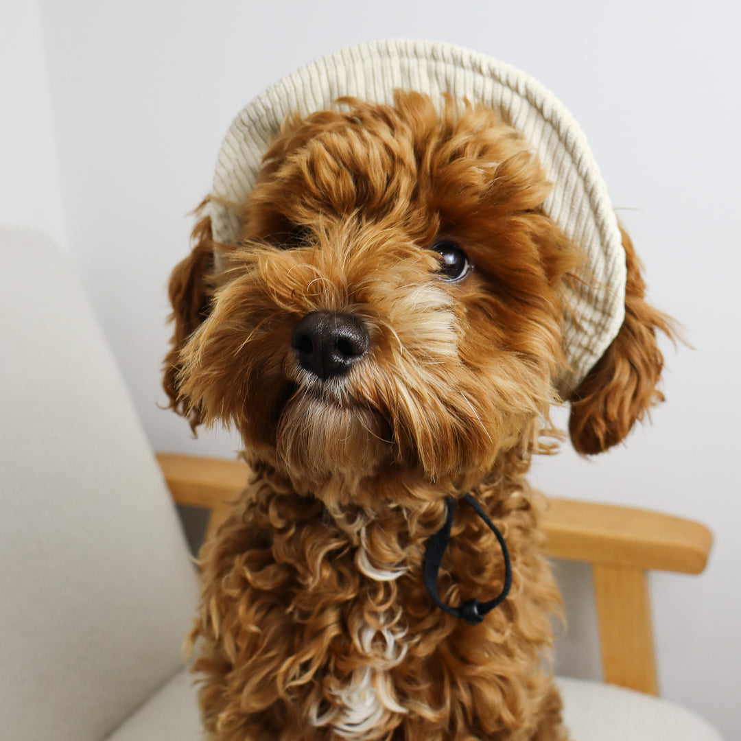 Dog Bucket Hat Corduroy Beige