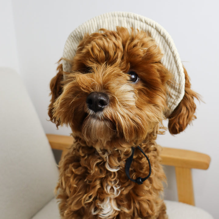 Dog Bucket Hat Corduroy Beige