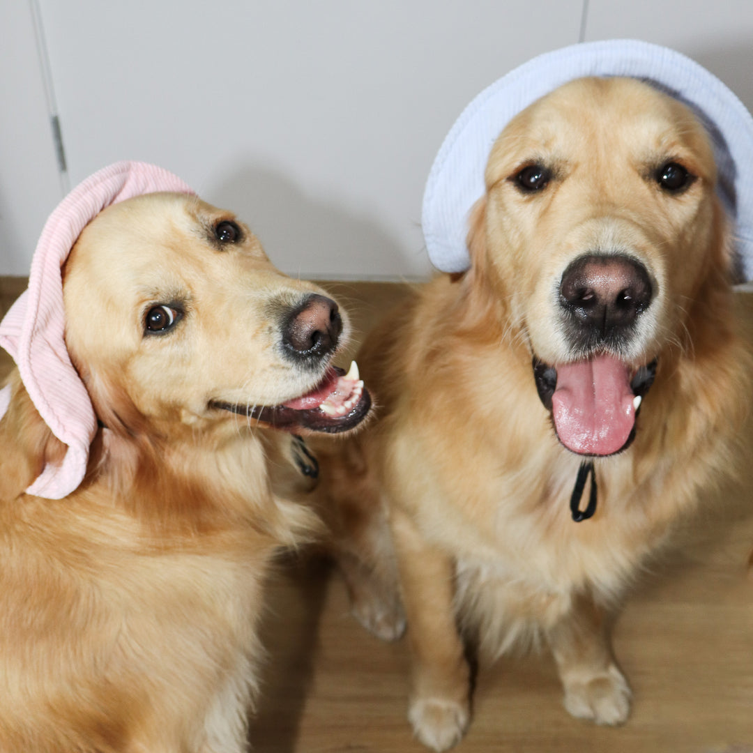Dog Bucket Hat Corduroy Blue