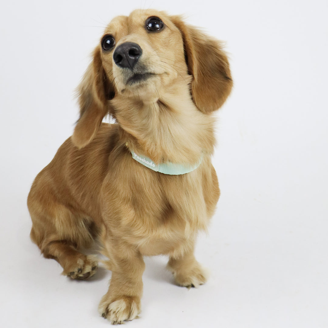 Daily Collar Green