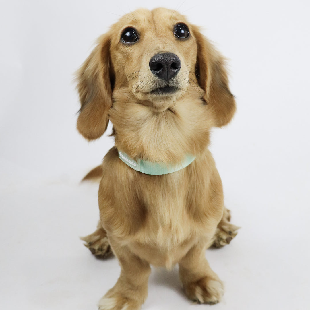 Daily Collar Green