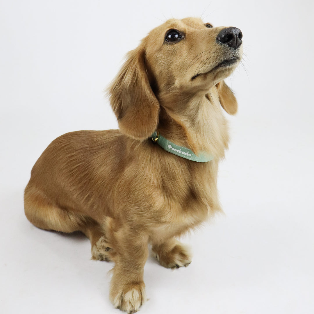 Daily Collar Green