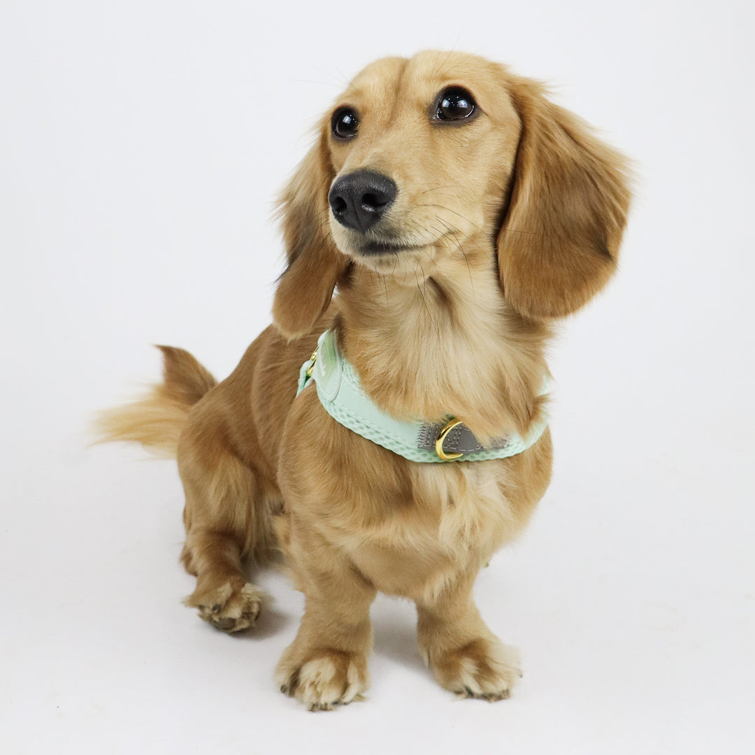 Little Dog Harness Green