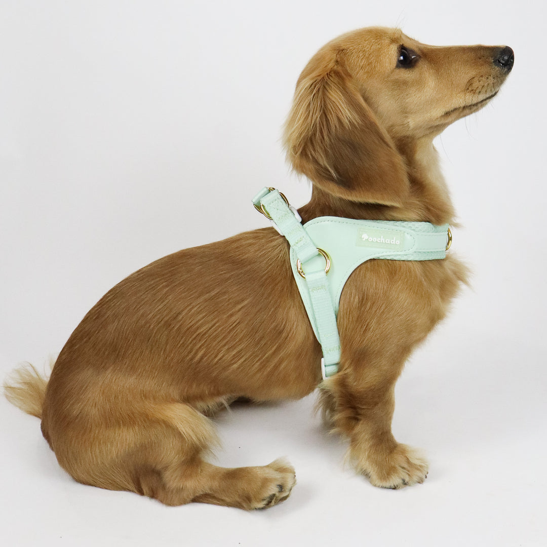 Little Dog Harness Green