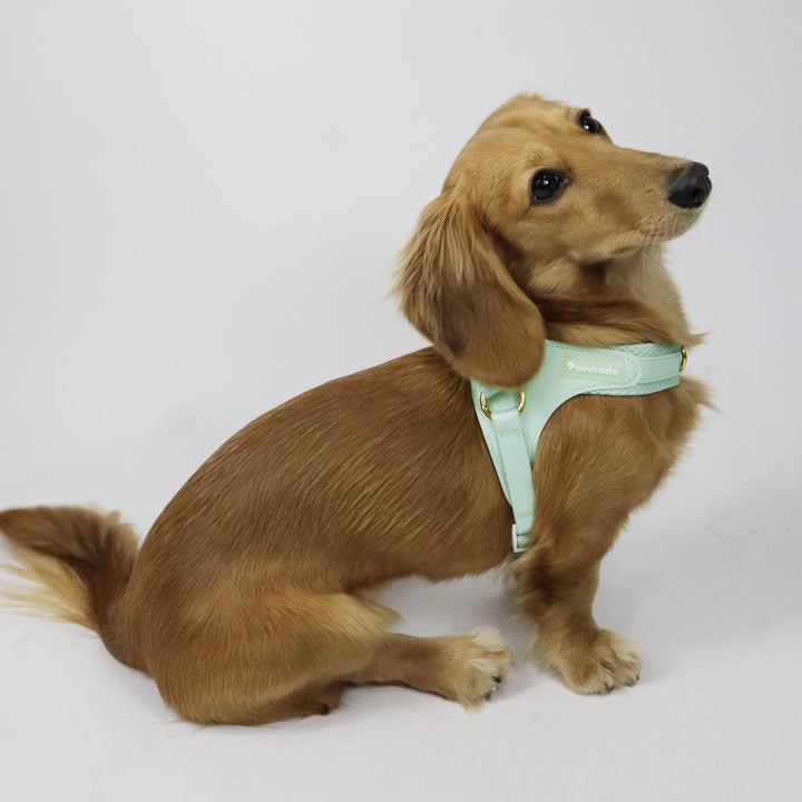 Little Dog Harness Green