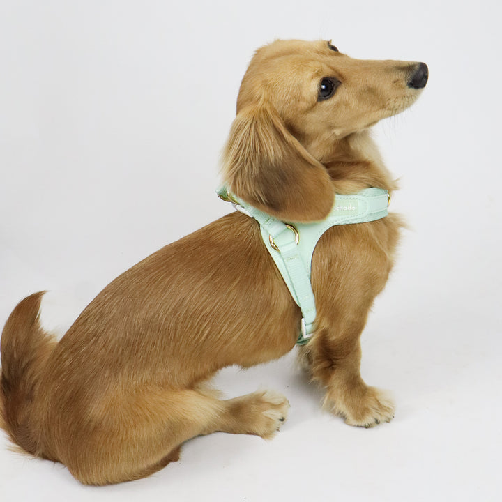 Little Dog Harness Green
