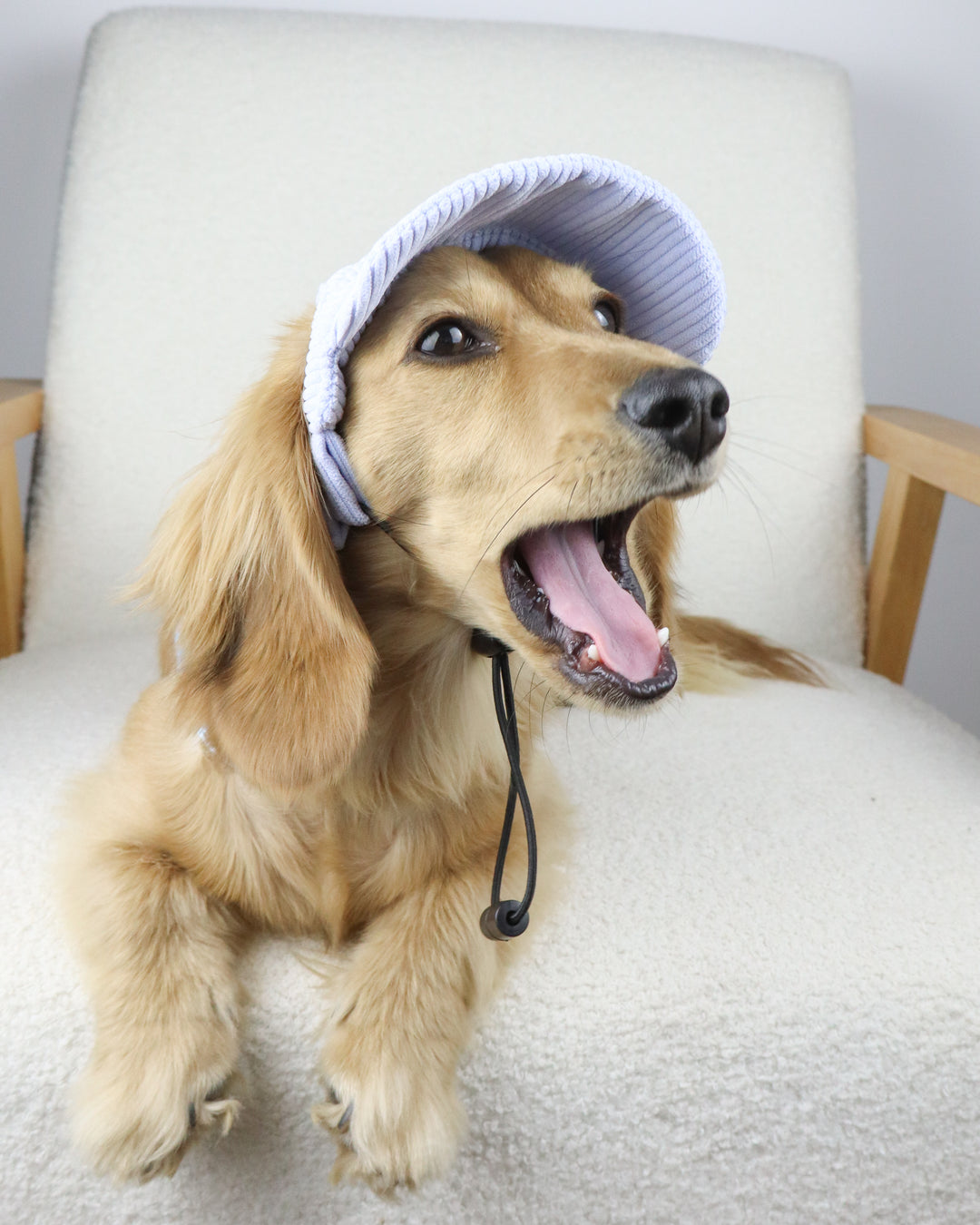 Dog Cap Corduroy Blue