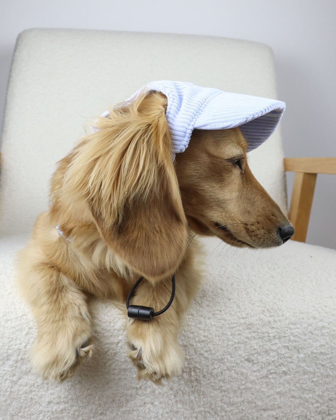 Dog Cap Corduroy Blue