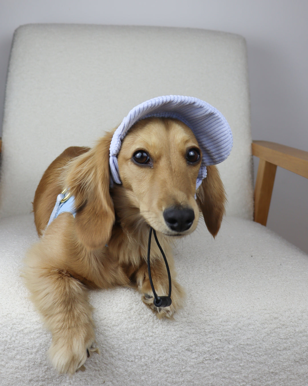 Dog Cap Corduroy Blue