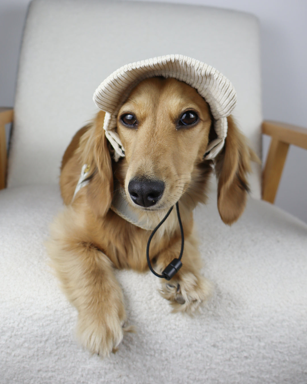 Dog Cap Corduroy Beige