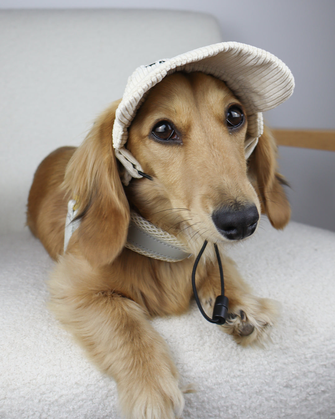Dog Cap Corduroy Beige