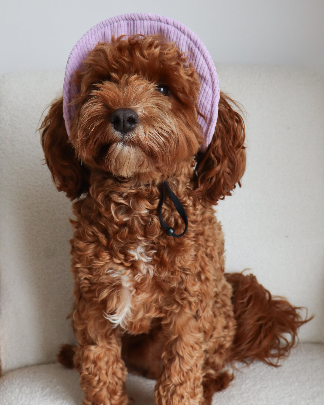 Dog Bucket Hat Corduroy Purple