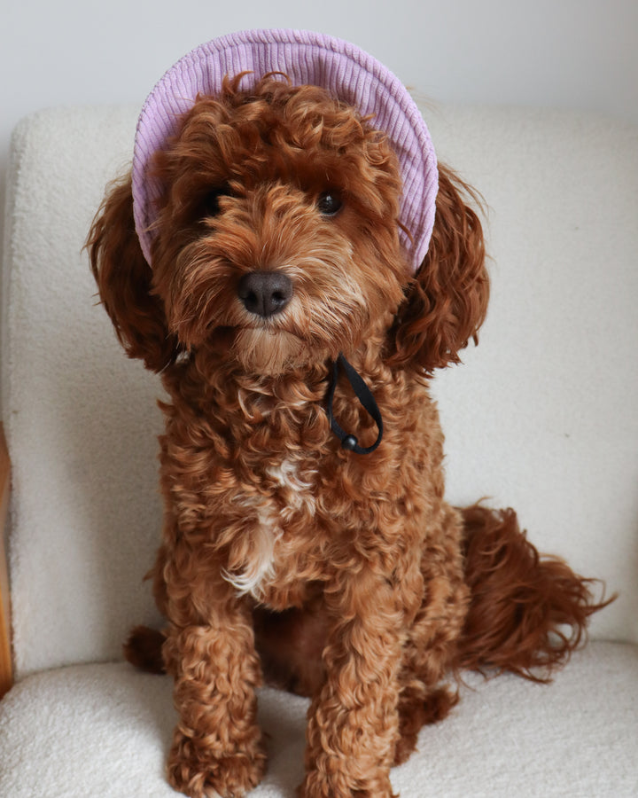 Dog Bucket Hat Corduroy Purple