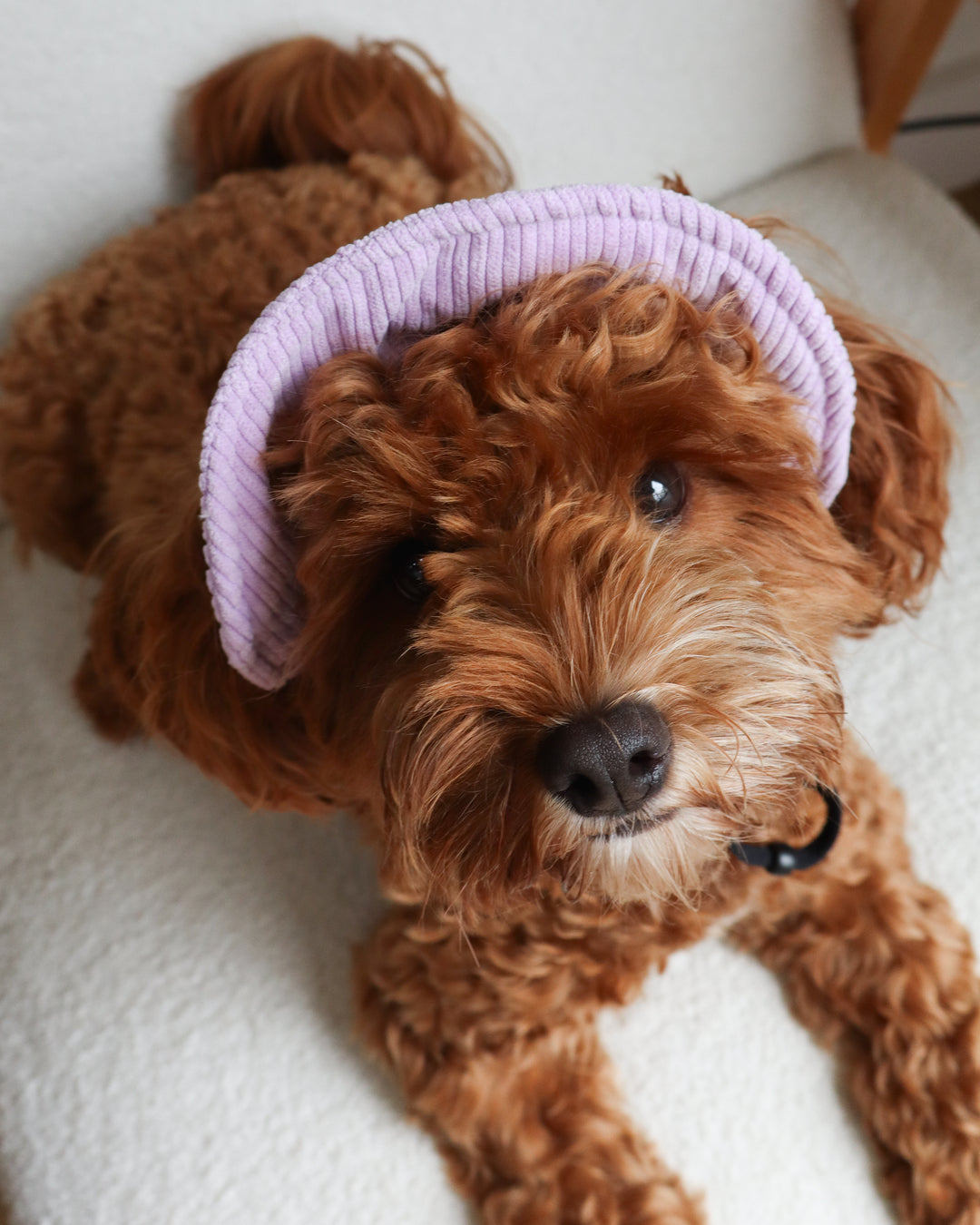 Dog Bucket Hat Corduroy Purple