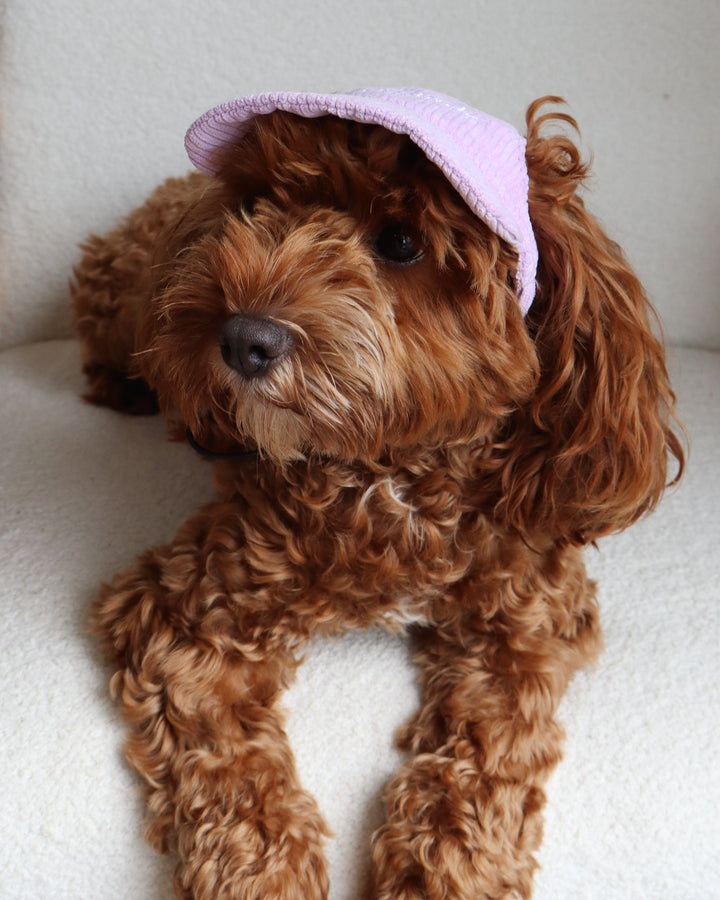 Dog Cap Corduroy Purple
