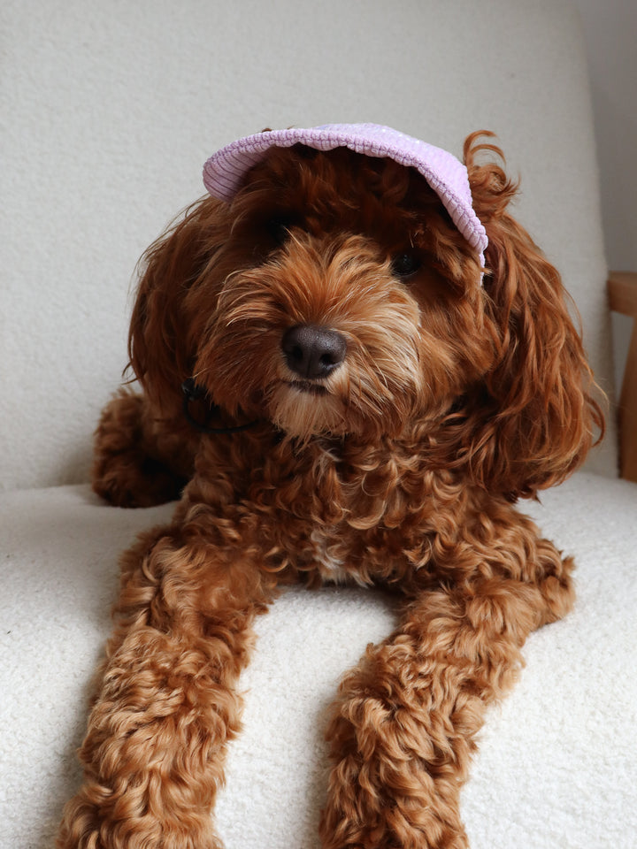 Dog Cap Corduroy Purple