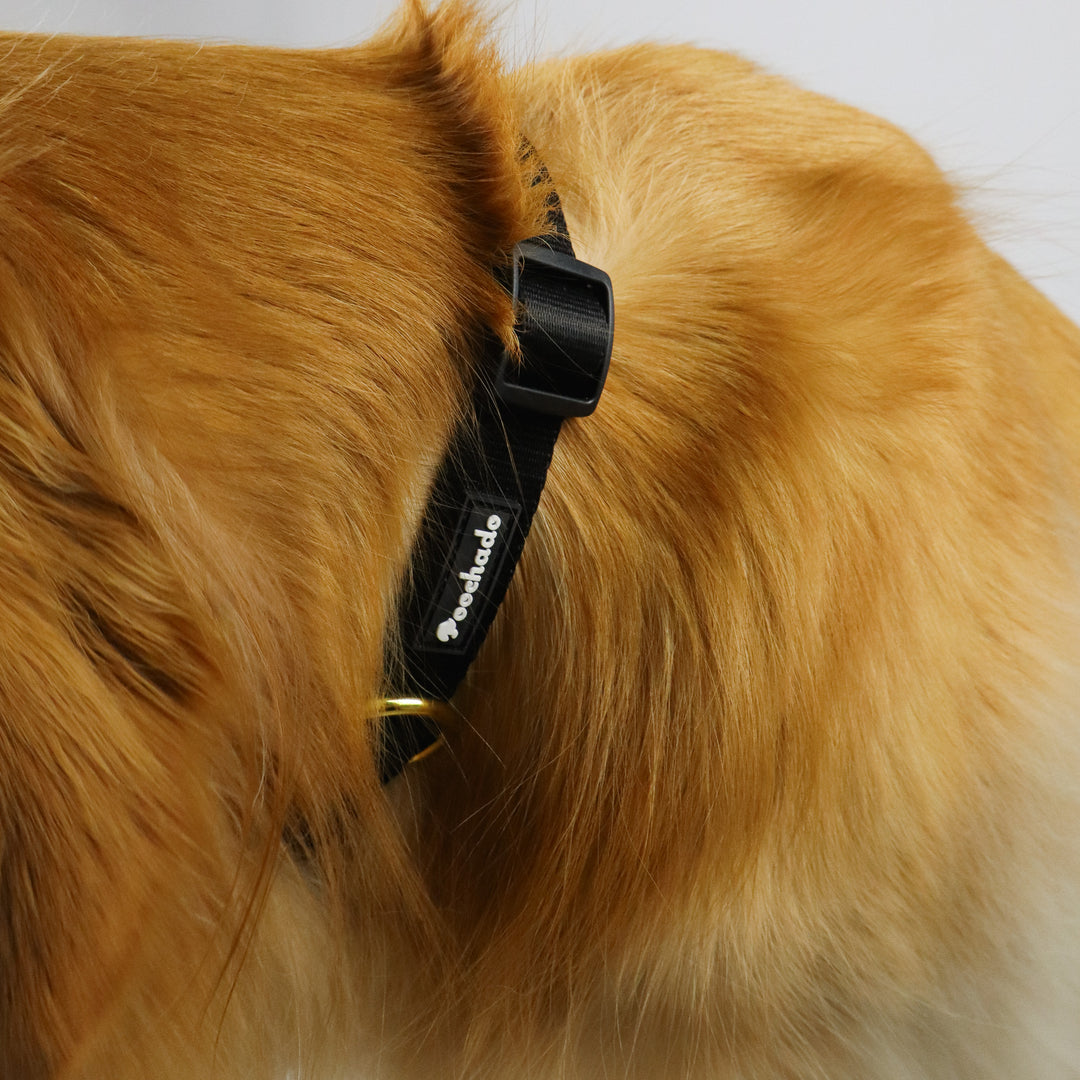Daily Collar Black