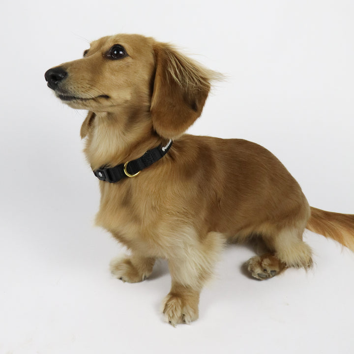 Daily Collar Black