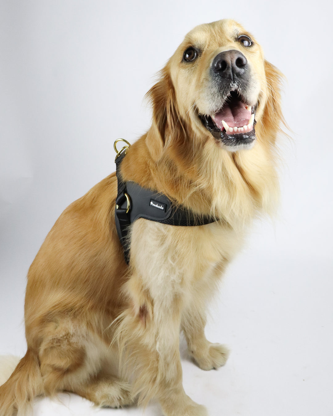 Big Dog Harness Black