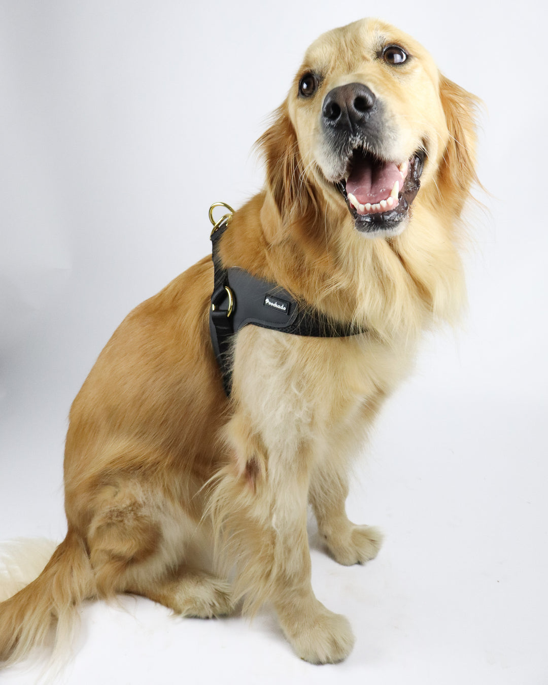 Big Dog Harness Black