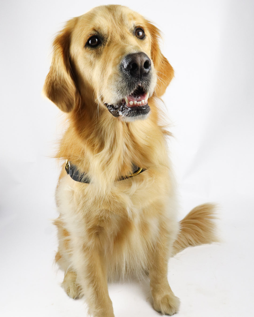 Big Dog Harness Black