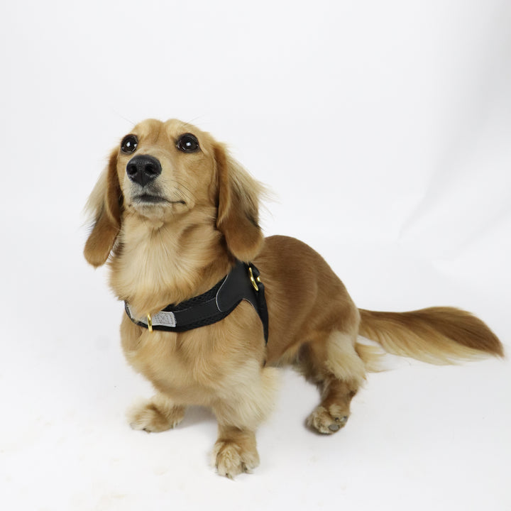 Little Dog Harness Black