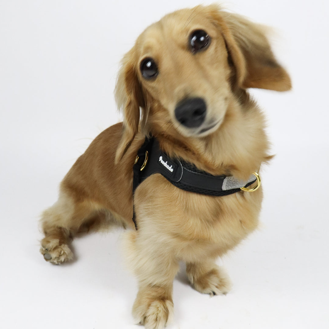 Little Dog Harness Black