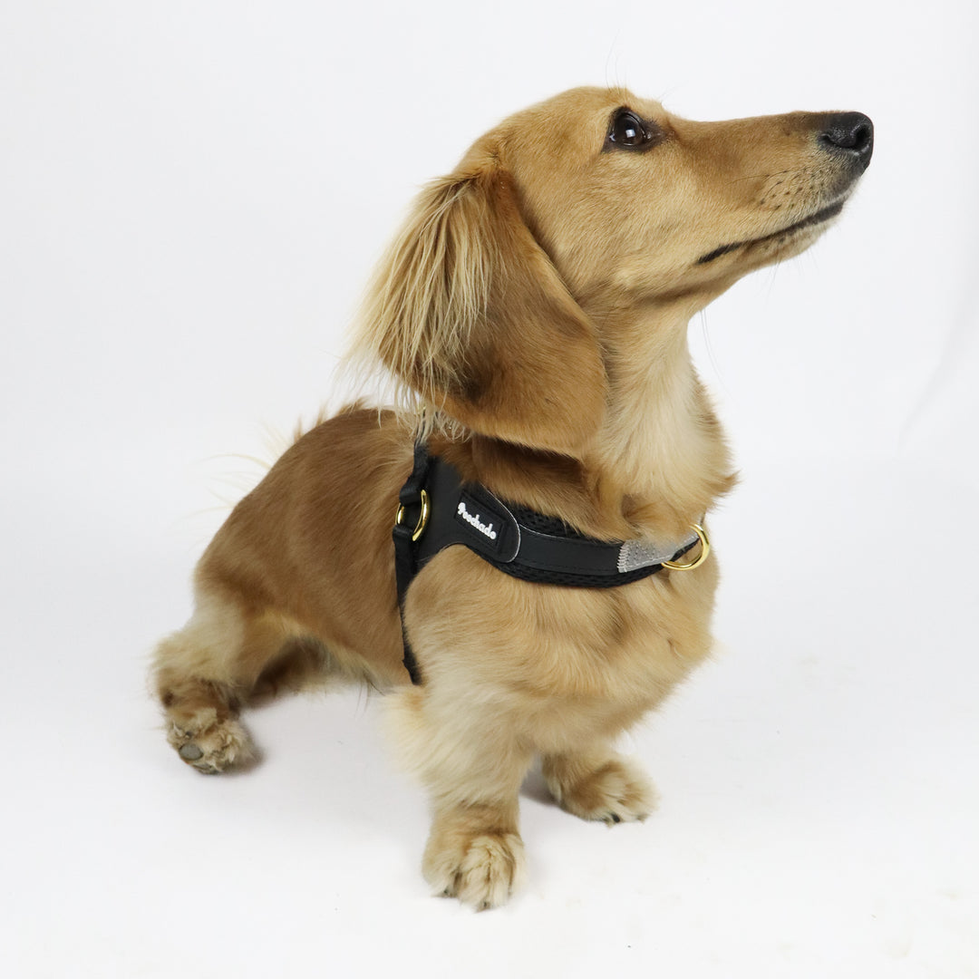 Little Dog Harness Black